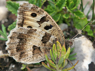 Mnnchen Berghexe Chazara briseis The Hermit