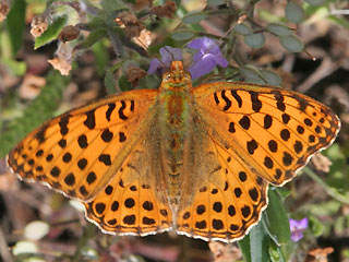 Kleiner (Silbriger) Perlmutterfalter   Issoria lathonia   Queen of Spain Fritillary