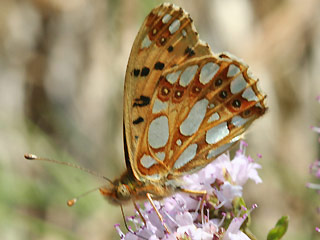 Kleiner (Silbriger) Perlmutterfalter   Issoria lathonia   Queen of Spain Fritillary