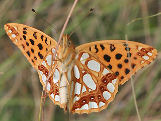 Kleiner (Silbriger) Perlmutterfalter   Issoria lathonia   Queen of Spain Fritillary