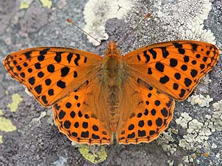 Kleiner (Silbriger) Perlmutterfalter   Issoria lathonia   Queen of Spain Fritillary