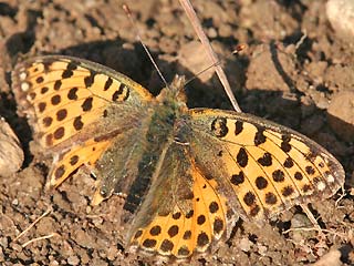 Kleiner (Silbriger) Perlmutterfalter   Issoria lathonia   Queen of Spain Fritillary