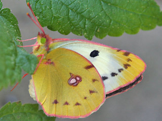 Weibchen Colias alfacariensis Hufeisenklee-Weiling, Bergers Clouded Yellow