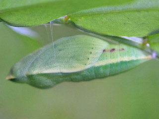 Puppe Colias alfacariensis Hufeisenklee-Weiling, Bergers Clouded Yellow