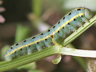 L3-Raupe Colias alfacariensis Hufeisenklee-Weiling, Bergers Clouded Yellow