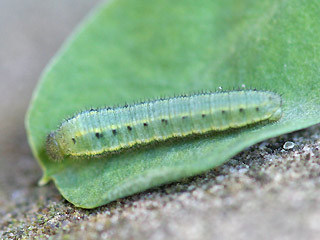 L2-Raupe Colias alfacariensis Hufeisenklee-Weiling, Bergers Clouded Yellow