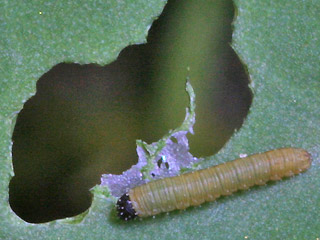 L1-Raupe Colias alfacariensis Hufeisenklee-Weiling, Bergers Clouded Yellow