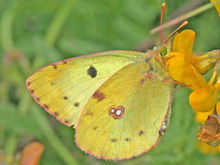 Männchen Colias alfacariensis Hufeisenklee-Weiüling, Bergers Clouded Yellow
