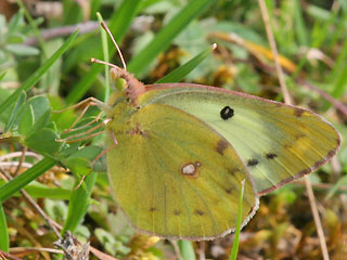 Eier ablegendes Weibchen Colias alfacariensis Hufeisenklee-Weiling, Bergers Clouded Yellow