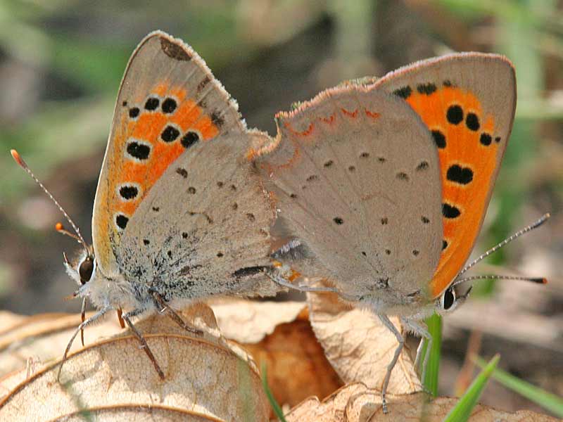 Kleiner Feuerfalter Lycaena phlaeas Small Copper