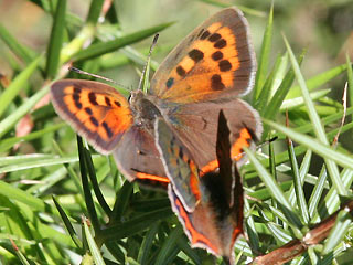 Balz Kleiner Feuerfalter Lycaena phlaeas Small Copper