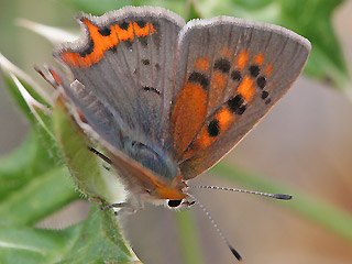 Männchen Kleiner Feuerfalter Lycaena phlaeas Small Copper