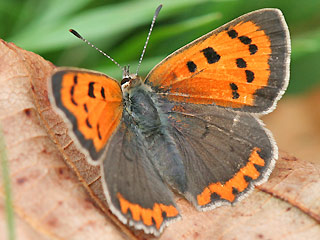Weibchen Kleiner Feuerfalter Lycaena phlaeas Small Copper
