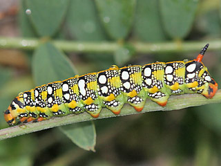 Raupe Wolfsmilchschwrmer Hyles euphorbiae Spurge Hawk-moth