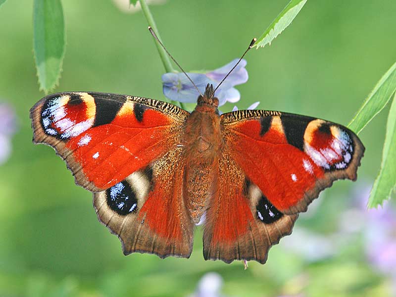 Tagpfauenauge Inachis io Peacock