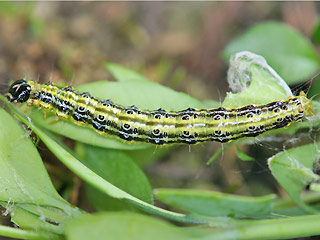 Raupe Glyphodes perspectalis Buchsbaum-Znsler