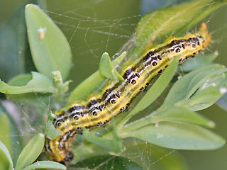 Raupe Glyphodes perspectalis Buchsbaum-Znsler