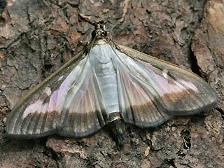  Cydalima perspectalis Buchsbaum-Zünsler   Box Tree Moth