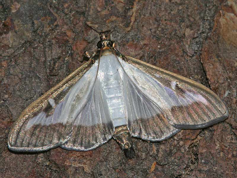 Cydalima perspectalis Buchsbaum-Znsler   Box Tree Moth