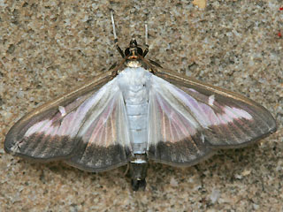 Glyphodes perspectalis Buchsbaum-Znsler