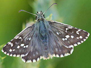 Pyrgus alveus Sonnenrschen-Wrfel-Dickkopffalter Large Grizzled Skipper  trebevicensis