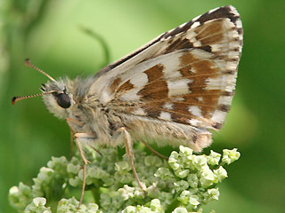 Pyrgus alveus Sonnenrschen-Wrfel-Dickkopffalter Large Grizzled Skipper trebevicensis