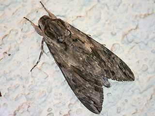 Mnnchen Windenschwrmer Agrius convolvuli Convolvulus Hawk-moth