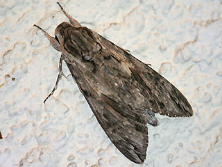 Mnnchen Windenschwrmer Agrius convolvuli Convolvulus Hawk-moth