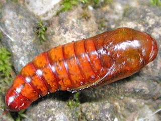 Puppe Flohkrauteule Melanchra persicariae Dot Moth