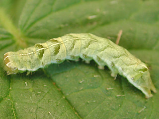 Raupe Flohkrauteule Melanchra persicariae Dot Moth