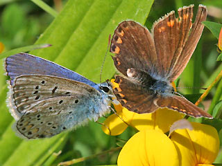 Balz Hauhechel-Bluling Polyommatus (Polyommatus) icarus Common Blue Bluling