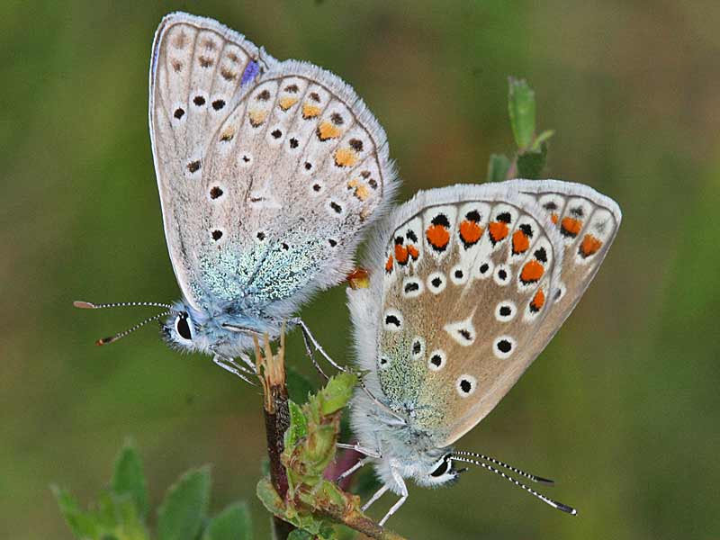 Hauhechel-Bluling Polyommatus  icarus Common Blue