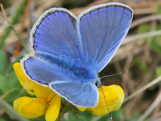 Mnnchen Hauhechel-Bluling Polyommatus (Polyommatus) icarus Common Blue Bluling