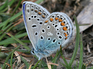 Mnnchen Hauhechel-Bluling Polyommatus (Polyommatus) icarus Common Blue Bluling