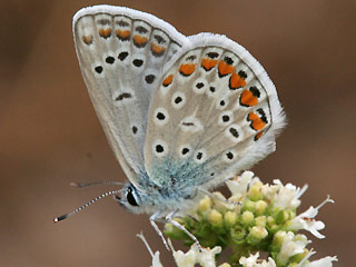 Mnnchen Hauhechel-Bluling Polyommatus (Polyommatus) icarus Common Blue Bluling