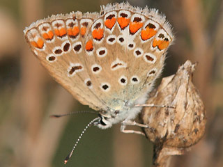 Weibchen Hauhechel-Bluling Polyommatus (Polyommatus) icarus Common Blue Bluling