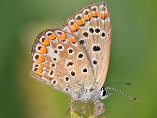 Weibchen Hauhechel-Bluling Polyommatus (Polyommatus) icarus Common Blue Bluling