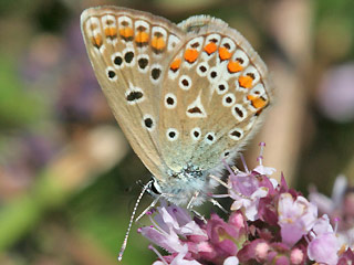 Weibchen Hauhechel-Bluling Polyommatus (Polyommatus) icarus Common Blue Bluling