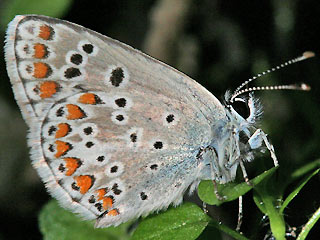Groer Sonnenrschen-Bluling Aricia artaxerxes Northern Brown Argus