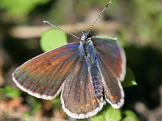 Groer Sonnenrschen-Bluling Aricia artaxerxes Northern Brown Argus