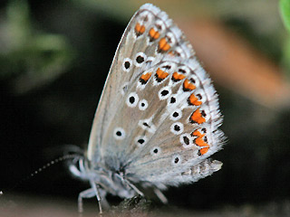 Groer Sonnenrschen-Bluling Aricia artaxerxes Northern Brown Argus