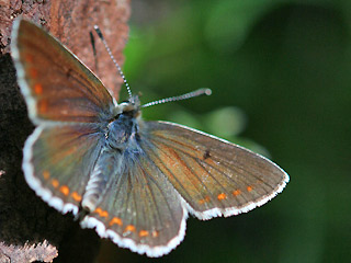 Groer Sonnenrschen-Bluling Aricia artaxerxes Northern Brown Argus