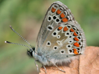 Kleiner Sonnenrschen-Bluling Aricia agestis  Brown Argus