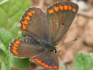 Kleiner Sonnenrschen-Bluling Aricia agestis  Brown Argus