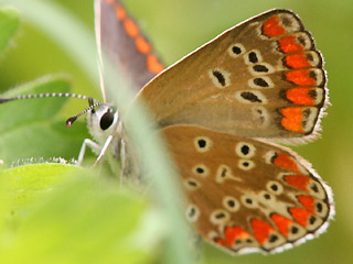 Kleiner Sonnenrschen-Bluling Aricia agestis  Brown Argus