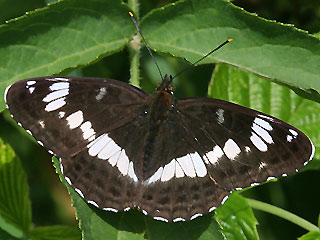 Limenitis camilla Kleiner Eisvogel White Admiral