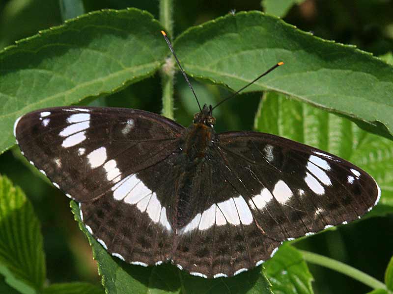 Limenitis camilla Kleiner Eisvogel White Admiral