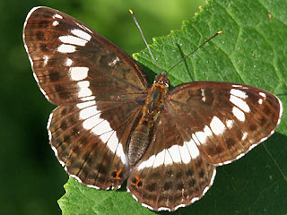 Limenitis camilla Kleiner Eisvogel White Admiral