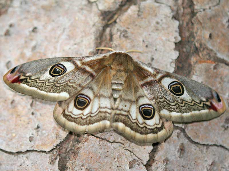 Kleines Nachtpfauenauge Saturnia ( Eudia ) pavonia Emperor Moth