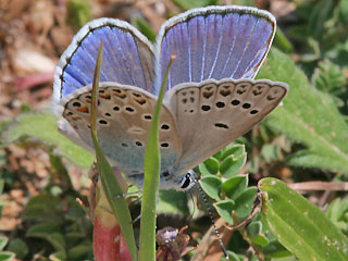 Mnnchen Polyommatus escheri Escher's Blue